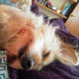 Meet your Posher, Abby